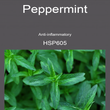 10HSP605 PEPPERMINT [ Herb Soil Paint ] Non-Toxic Eco-Friendly Organic Paint